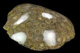 Polished Fossil Coral (Actinocyathus) - Morocco #128189-2